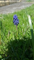 Muscari armeniacum