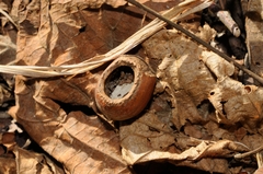 Muscardinus avellanarius