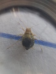 Aphididae