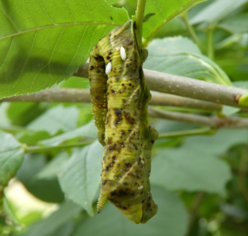 Hornworm Parasitoid Wasp Bracovirus (Cotesia Congregata Bracovirus ...