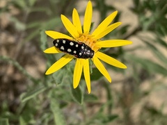 Acmaeodera gibbula