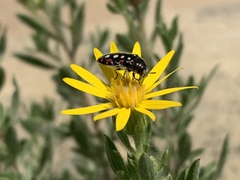 Acmaeodera gibbula