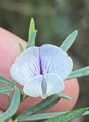 Psoralea oligophylla