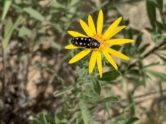 Acmaeodera gibbula