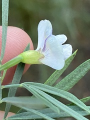 Psoralea oligophylla