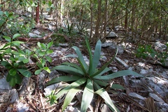 Agave tubulata