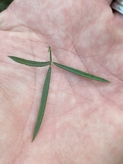 Psoralea oligophylla