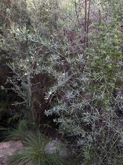 Psoralea oligophylla