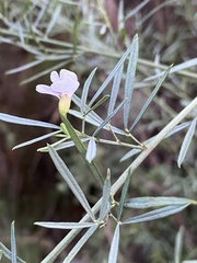 Psoralea oligophylla