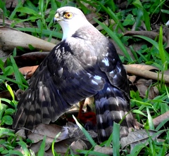 Accipiter striatus chionogaster