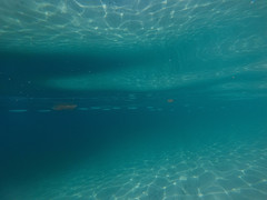 Hemiramphus saltator