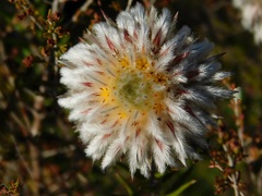 Phylica calcarata