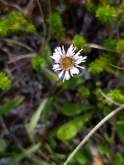 Erigeron humilis