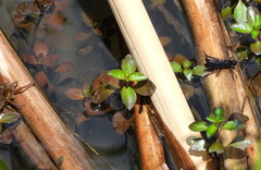 Anoplius depressipes