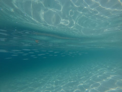 Hemiramphus saltator