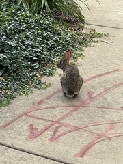 Sylvilagus floridanus