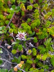 Erigeron humilis