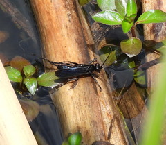 Anoplius depressipes