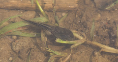 Rhinella arenarum