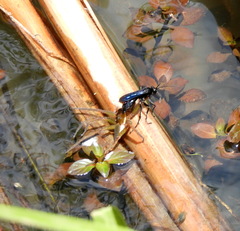 Anoplius depressipes