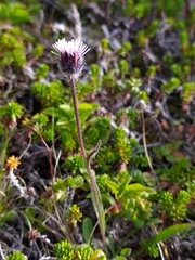 Erigeron humilis