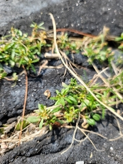 Mollugo verticillata