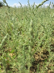 Artemisia austriaca