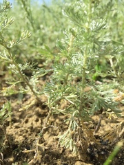 Artemisia austriaca