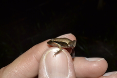 Physalaemus olfersii