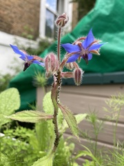 Borago