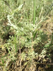 Artemisia austriaca