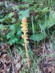 Orobanche reticulata