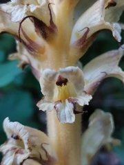 Orobanche reticulata