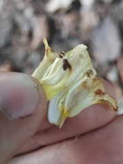 Orobanche reticulata