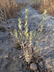 Chiliadenus iphionoides