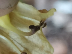 Orobanche reticulata