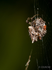 Cyclosa confusa