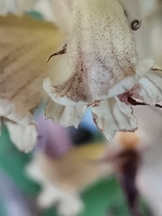 Orobanche reticulata