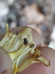 Orobanche reticulata