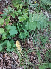 Orobanche reticulata