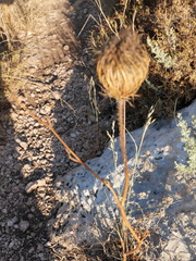 Tordylium trachycarpum
