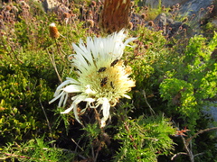 Plectocephalus chilensis