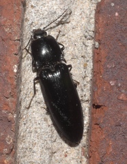 Melanactes