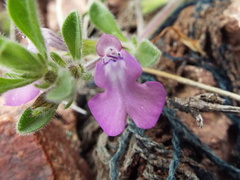 Salvia axillaris