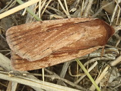 Tesagrotis corrodera