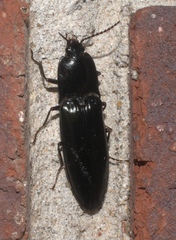 Melanactes