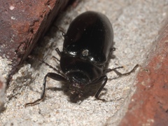 Melanactes