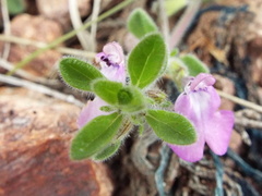 Salvia axillaris