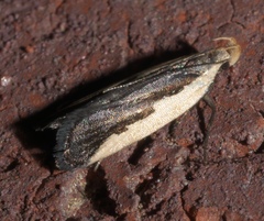 Dichomeris serrativittella