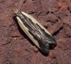 Dichomeris serrativittella